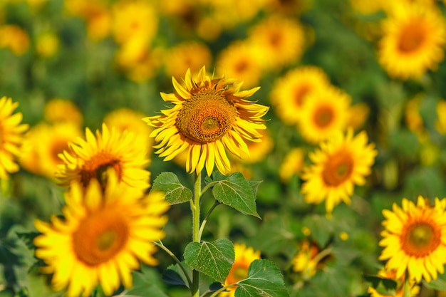 Zonnebloemgebied op zonsondergang met selectieve nadruk