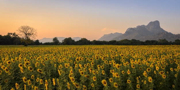 Zonnebloemgebied over blauwe hemel