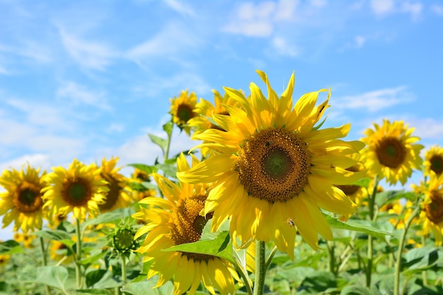 Zonnebloemhoofd met vliegende bijen die op blauwe hemelachtergrond worden geïsoleerd