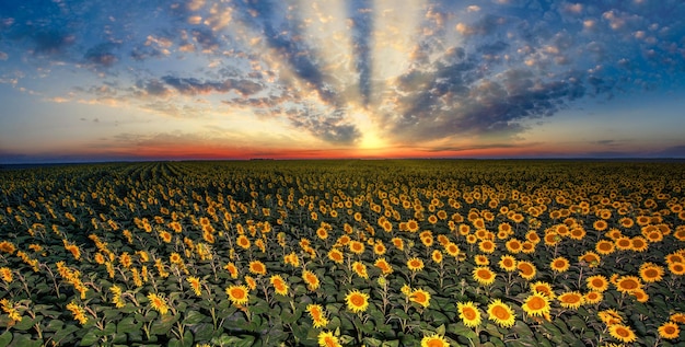 Zonnebloemkaleidoscoop Het doek van de natuur verlicht door avondkleuren