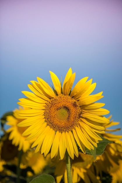 Zonnebloempampa's Argentinië