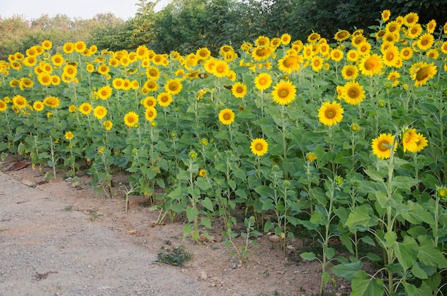 Zonnebloemplant op veld in Nakhon Ratchasima Thailand