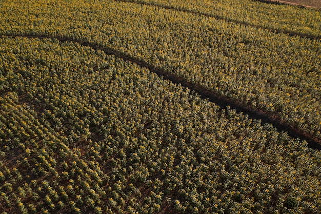 Zonnebloemplantage in zonnige middag