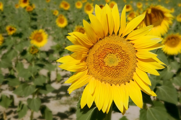 Zonnebloemplantage levendige gele bloemen