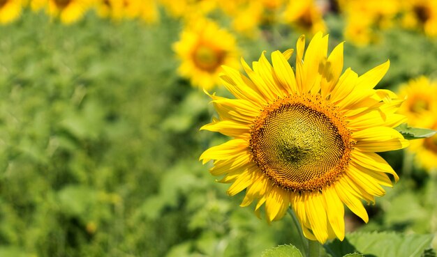 Zonnebloemtuin op aardachtergrond