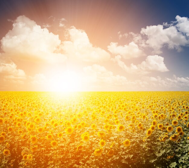 Zonnebloemveld bij de zonsondergang