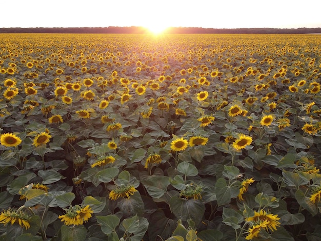 Zonnebloemveld bij zonsondergang Boerderijvelden met bloeiende zonnebloemen