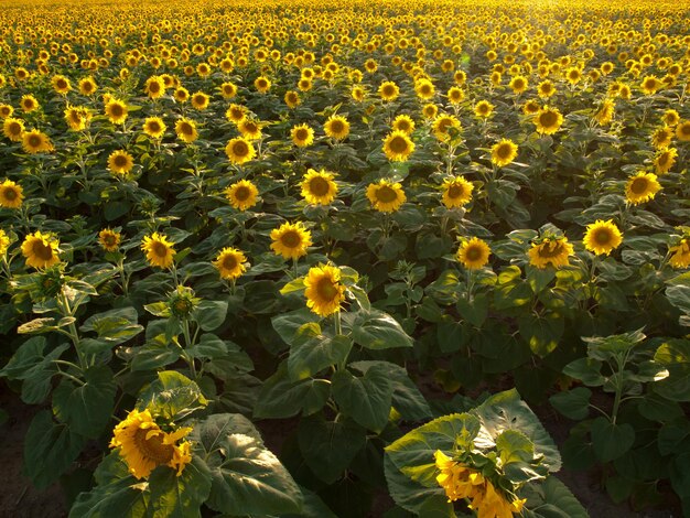 Zonnebloemveld bij zonsondergang in Colorado.