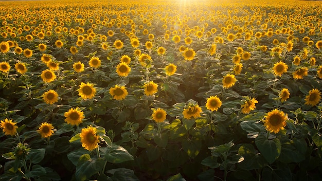 Zonnebloemveld bij zonsondergang in Colorado.