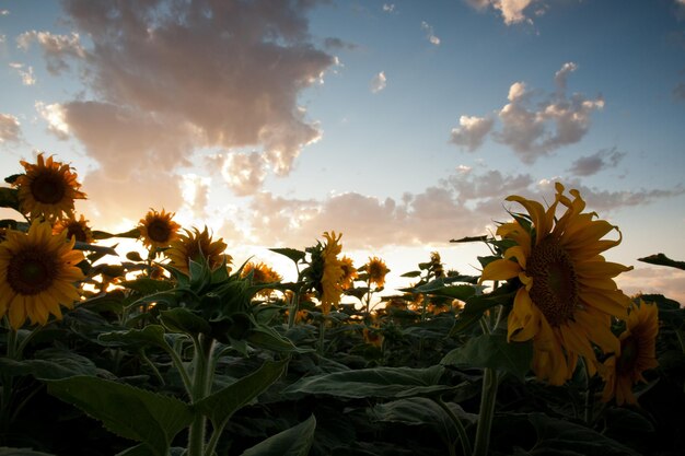 Zonnebloemveld bij zonsondergang in Colorado.