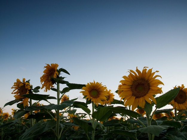 Zonnebloemveld bij zonsondergang in Colorado.