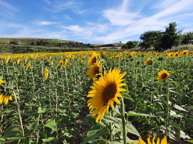 Zonnebloemveld bij zonsondergang speciaal voor zonnebloemolie