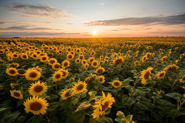 Zonnebloemveld en kleine ondergaande zon op de achtergrond