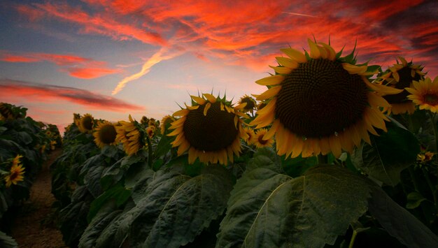 Zonnebloemveld en verschillende tijden