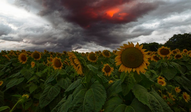 Zonnebloemveld en verschillende tijden