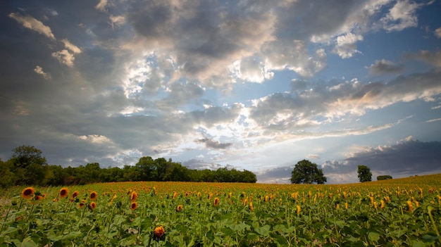 Zonnebloemveld en verschillende tijden