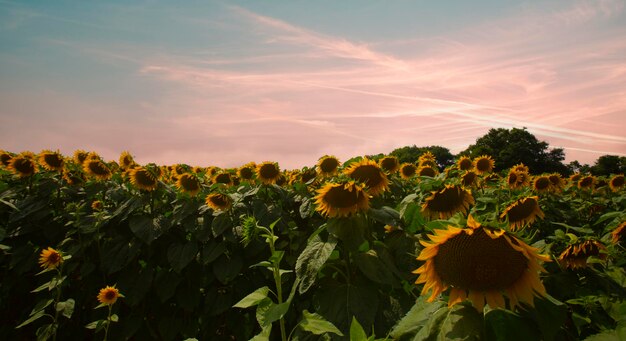 Zonnebloemveld en verschillende tijden