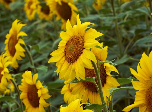 Zonnebloemveld (Helianthus)