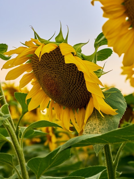 Zonnebloemveld (Helianthus)