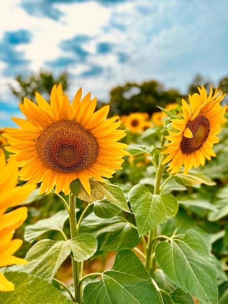 Zonnebloemveld in de zomer