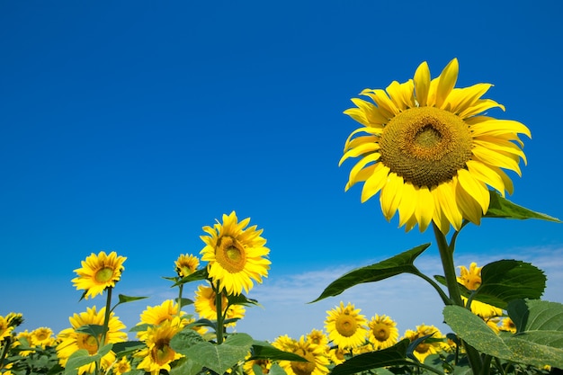 Zonnebloemveld met bewolkte blauwe lucht