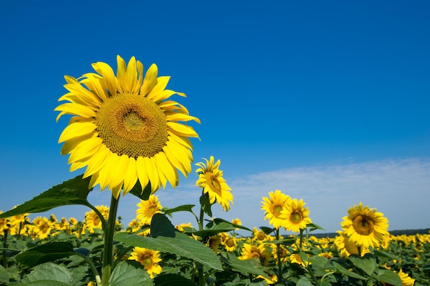 Zonnebloemveld met bewolkte blauwe lucht