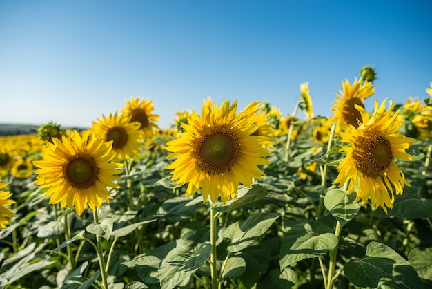 Zonnebloemveld met mooie gele bloemen erop close-up