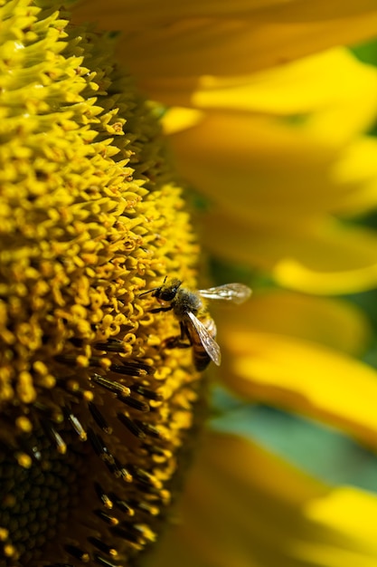 Zonnebloemveld met veel bijen