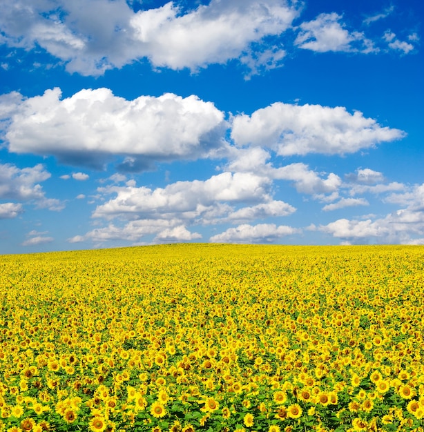 Zonnebloemveld over bewolkte blauwe hemel