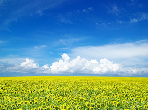 Zonnebloemveld over bewolkte blauwe hemel