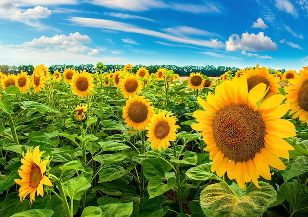 Zonnebloemveld overdag