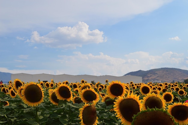 Zonnebloemveld staat op het punt om zonnebloemzaad te oogsten met bergen en heldere lucht