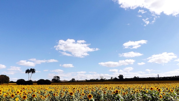 Zonnebloemveld tegen de lucht