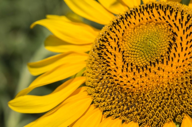 Zonnebloemveld, Trakya / Turkije. Natuur landbouw weergave.