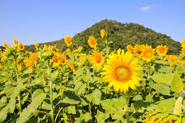 Zonnebloemveld.