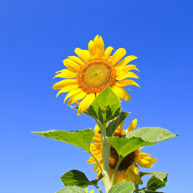 Zonnebloemveld.