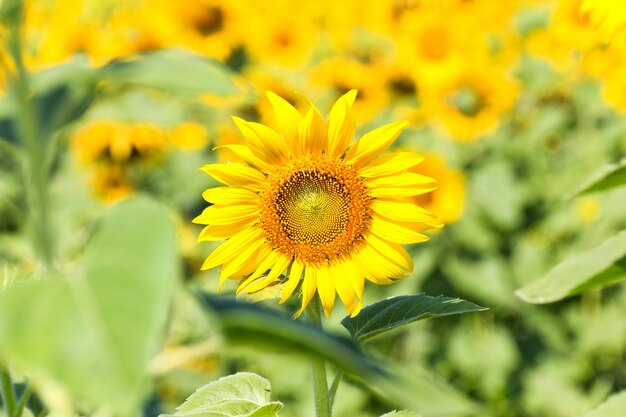 Zonnebloemveld.