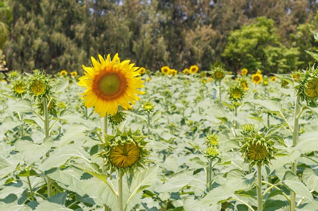 Zonnebloemveld