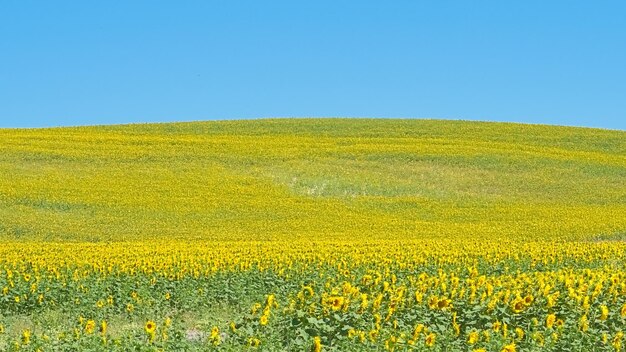 zonnebloemveld