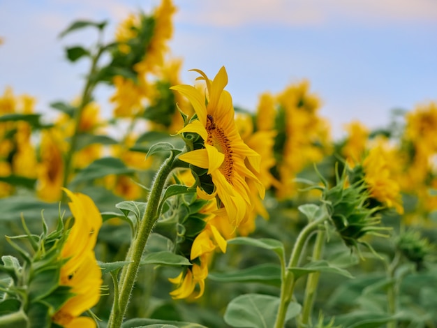 Zonnebloemveld