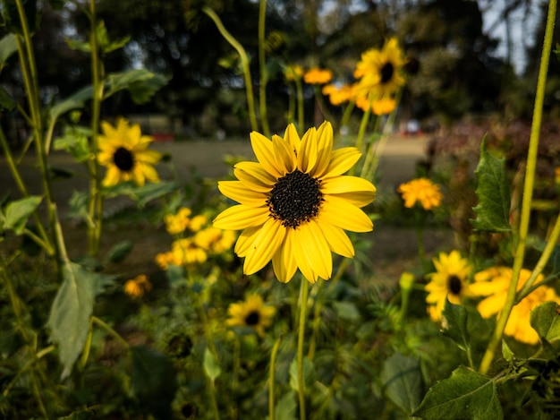 Foto zonnebloemveld