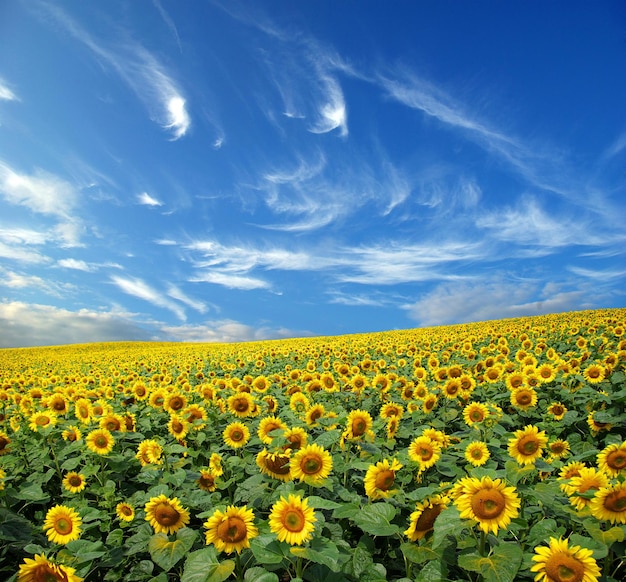 Zonnebloemveld