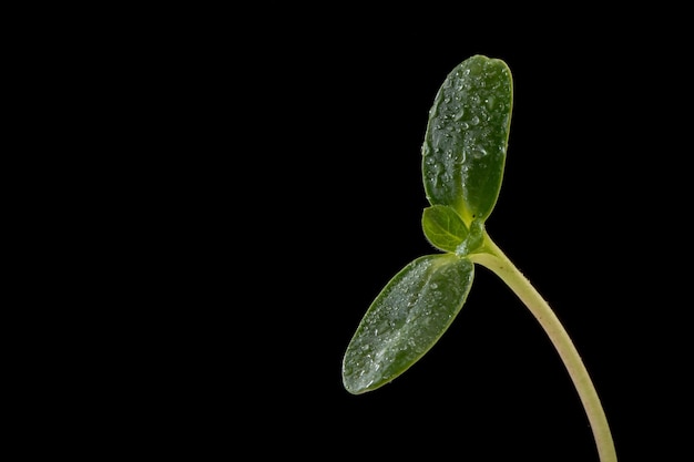 zonnebloemzaadspruit op een donkere achtergrond, groeiende zonnebloemmicrogreens op een donkere achtergrond