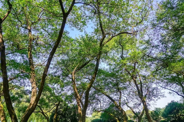 Zonnebos en grasland in het park