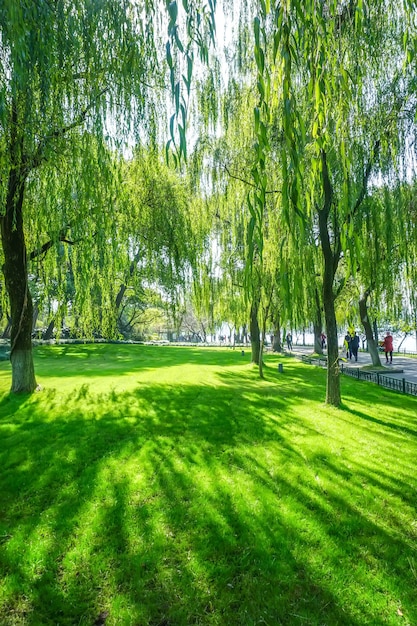 Zonnebos en grasland in het park