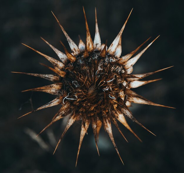 Foto zonnebrand bloem tijdens de zonsondergang