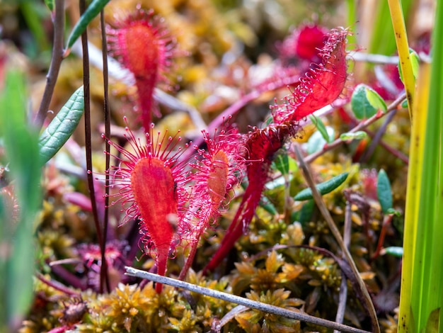 Zonnedauw is een vleesetende plant macro foto in felle kleuren