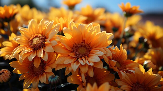 Foto zonnekust schoonheid gouden zonnebloemen