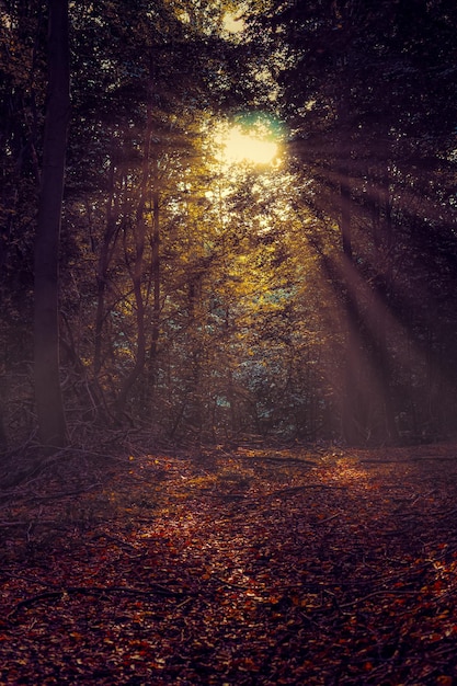 Zonnelicht op herfstbomen in het bos