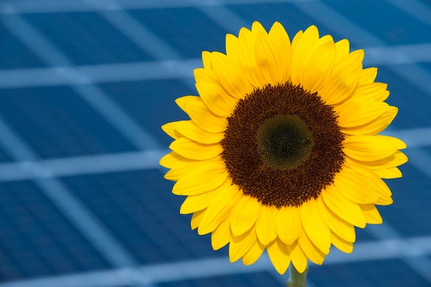 Zonnepanelen voor hernieuwbare energie met symbolische zonnebloem